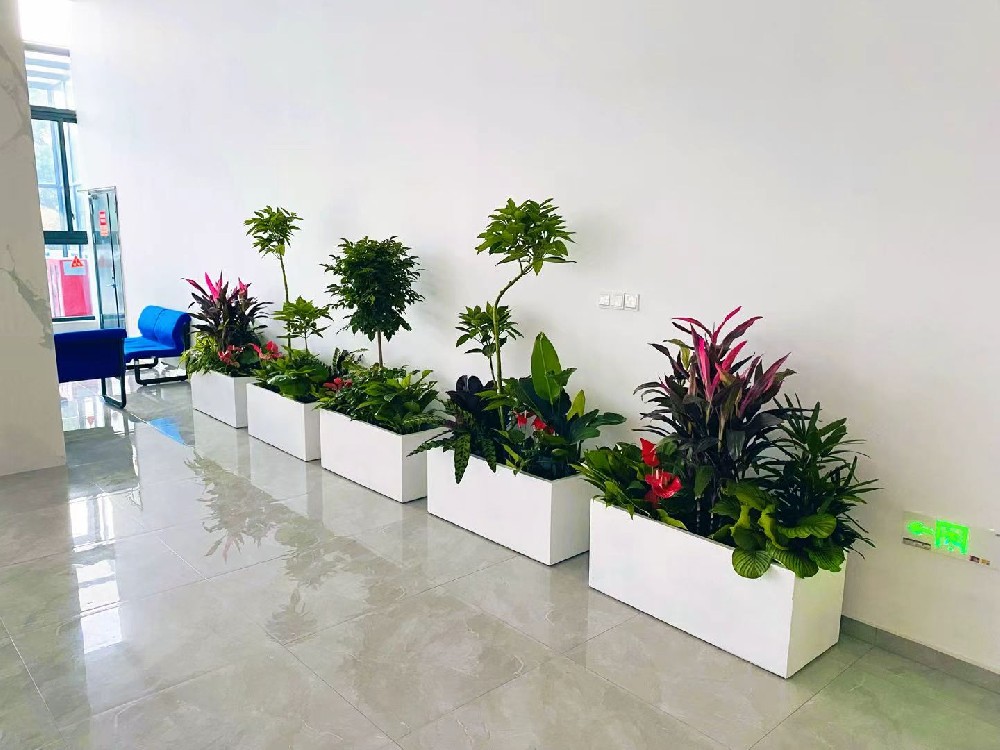 绿植租赁